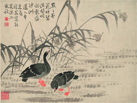 野鸭  