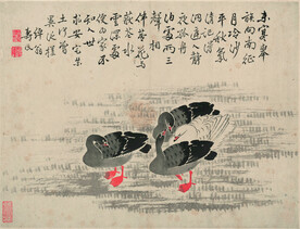 野鸭  