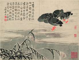 野鸭  