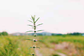 绿植绿叶植物