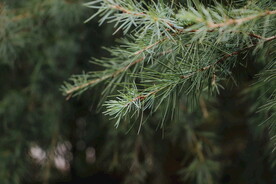 绿植绿叶树叶 