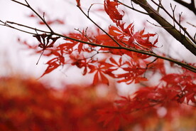 枫树枫叶枫林