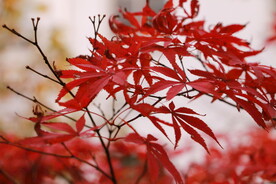 枫树枫叶枫林