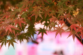 枫树枫叶枫林
