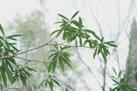 绿植绿叶树叶 