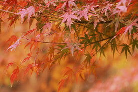 枫树枫叶枫林 