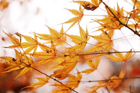 枫树枫叶枫林