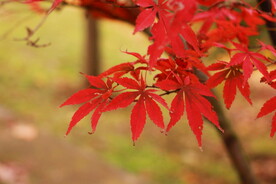 枫树枫叶枫林 
