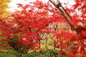 枫树枫叶枫林 