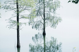 绿植绿叶树叶