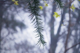 绿植绿叶植物 