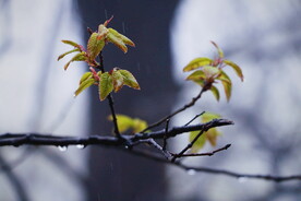绿植绿叶植物