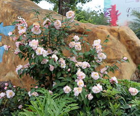 茶花盛开