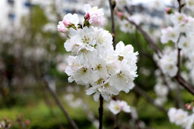 李子花
