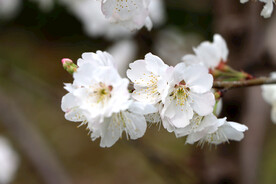 李子花开