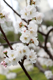 李子花