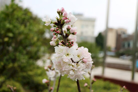 李子花