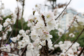 李花盛开