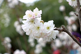 高清李子花