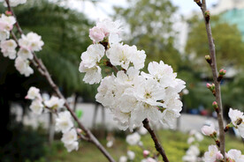 李子花枝