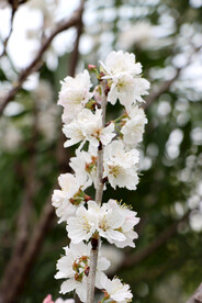 李花枝