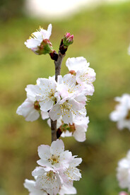 李子花开