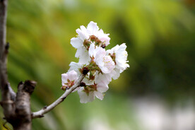 高清李花特写