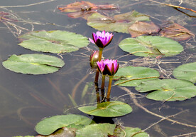 水莲花 