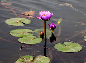 水莲花