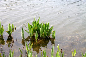 水草