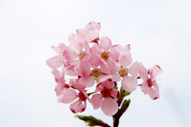 粉色桃花