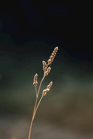 野草