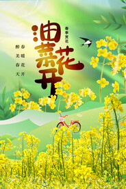 油菜花开