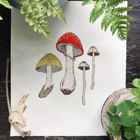 蘑菇 