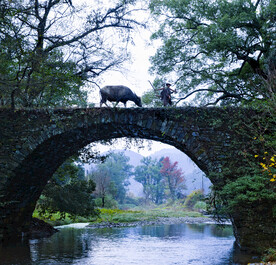 清晨劳作的农作者和老牛