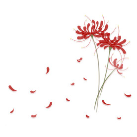 花瓣 彼岸花