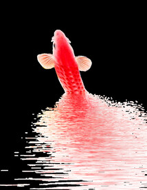  金鱼锦鲤手绘插画图片