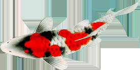 金鱼锦鲤手绘插画图片