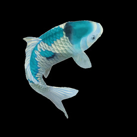  金鱼锦鲤手绘插画图片