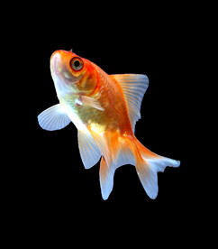 金鱼锦鲤手绘插画图片