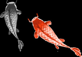 金鱼锦鲤手绘插画图片