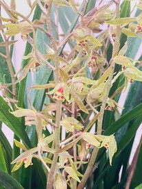 露水兰花