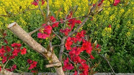海棠花