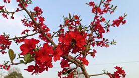 海棠花