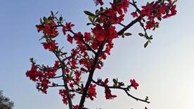 海棠花
