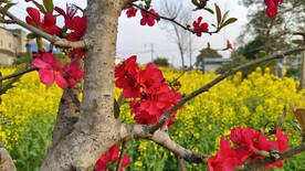 海棠花