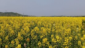 油菜花