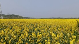 油菜花