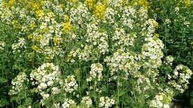 油菜花