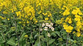 油菜花